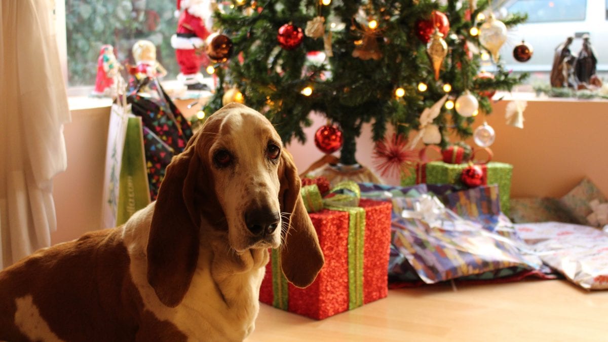 Sad hound dog in front of christmas tree