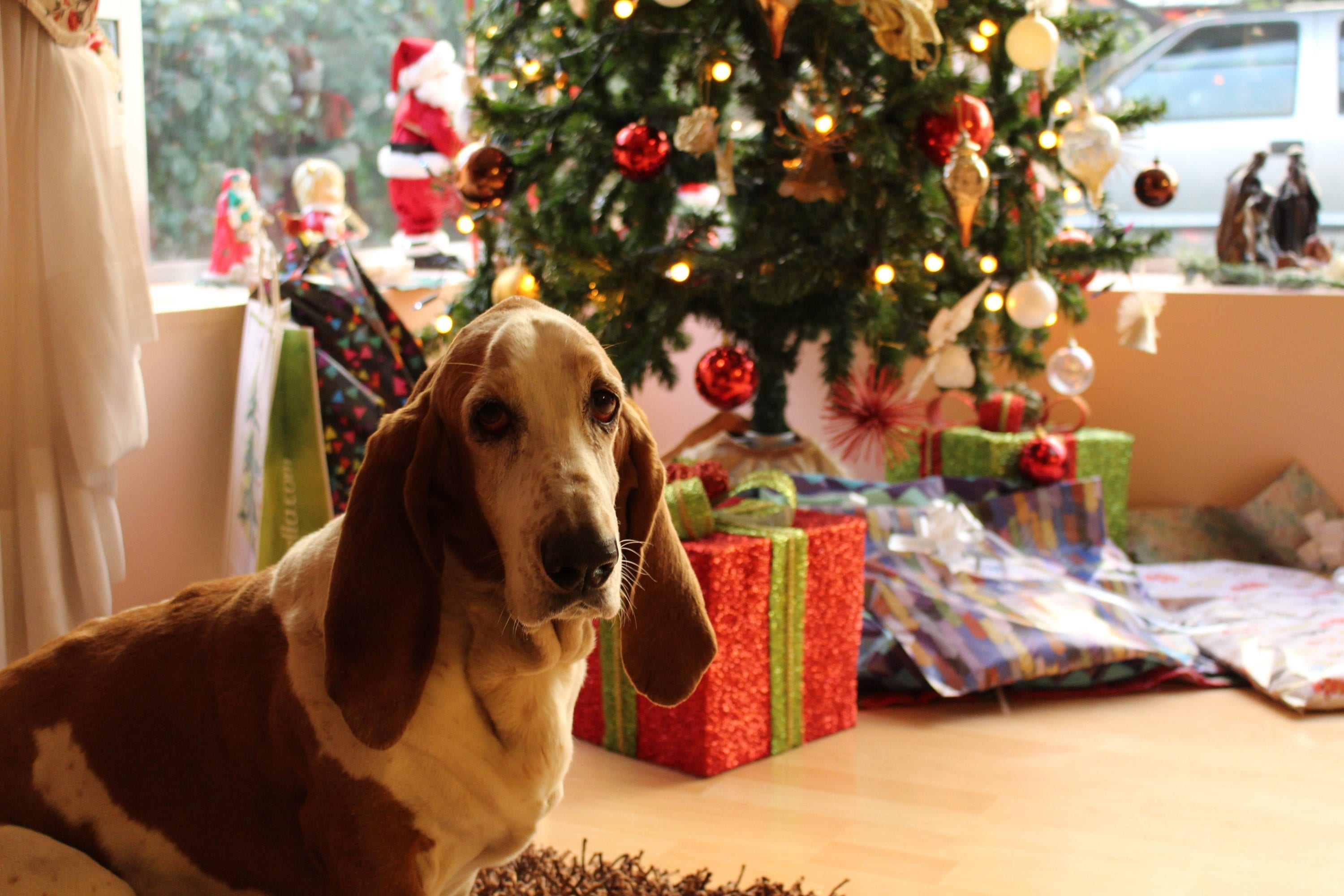 Sad hound dog in front of christmas tree