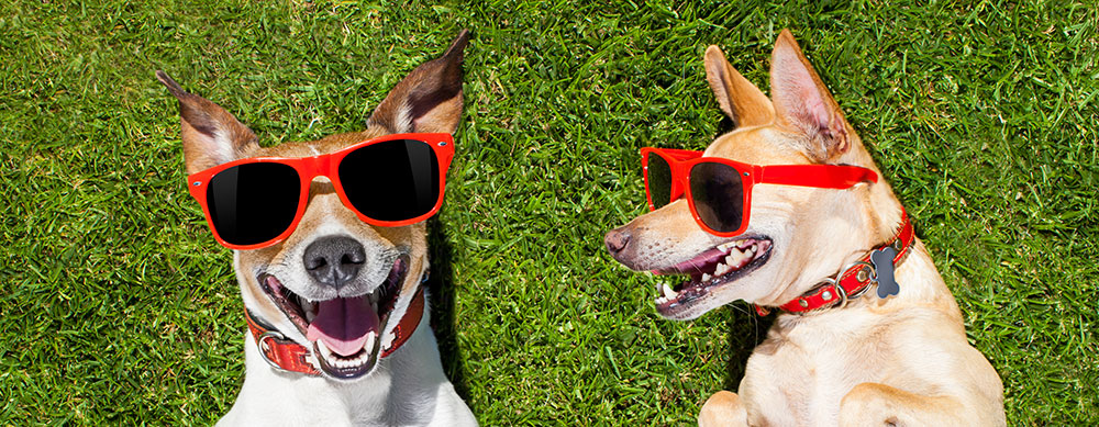 Two dogs laying in grass wearing sunglasses and smiling